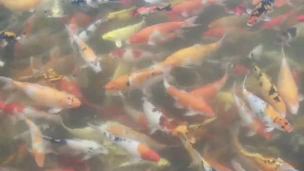 Риба Кої Плаває Ставку — стокове відео