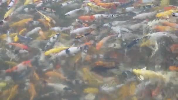 Ψάρια Koi Που Κολυμπούν Στη Λίμνη — Αρχείο Βίντεο