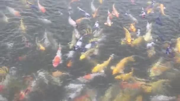 Риба Кої Плаває Ставку — стокове відео