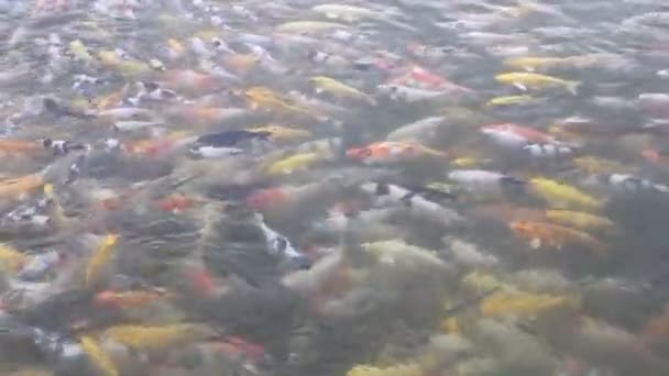 Peixes Koi Nadando Lagoa — Vídeo de Stock