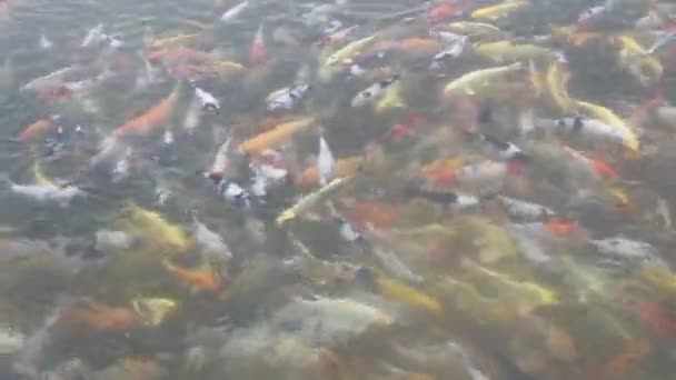 Peces Koi Nadando Estanque — Vídeos de Stock