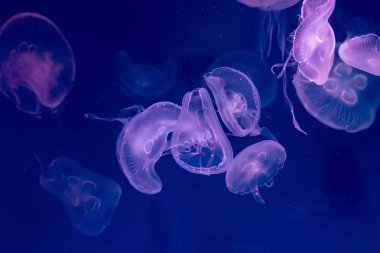 Yakın çekim denizanası, Medusa fish tank neon ışık ile. Jellyfi