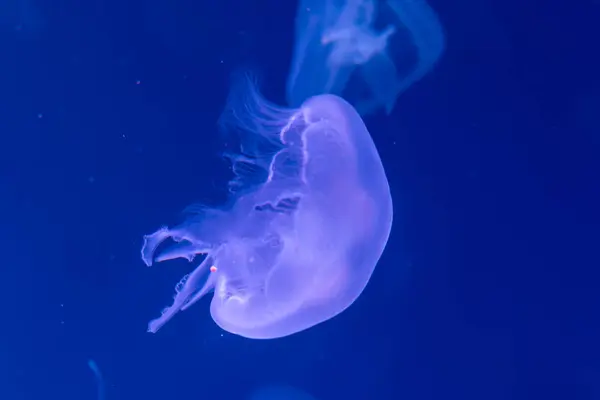 Gros plan Méduses, Méduse dans un aquarium au néon. Jellyfi — Photo