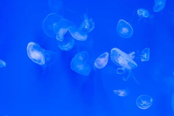 Jellyfish primer plano, Medusa en pecera con luz de neón. Jellyfi. — Foto de Stock