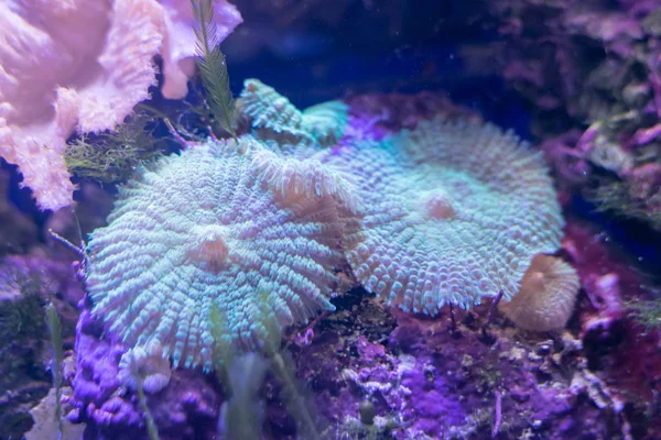 Beautiful sea flower in underwater world with corals  and fish.