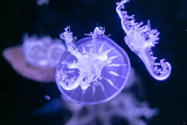 Nahaufnahme-Quallen, Medusa im Fischbecken mit Neonlicht. Quallen — Stockfoto