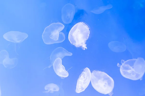 Close-up Jellyfish, Medusa in fish tank with neon light. Jellyfi