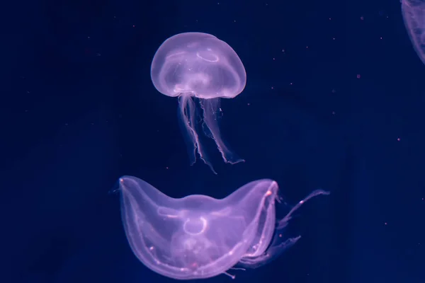 Gros plan Méduses, Méduse dans un aquarium au néon. Jellyfi — Photo