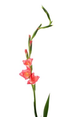 Beyaz arkaplanda izole edilmiş pembe çiçek