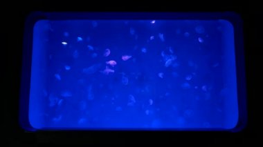 Yakın çekim denizanası, Medusa fish tank neon ışık ile. Denizanası genellikle saydamdır jellylike bell - veya daire biçimli bir vücut ile free-swimming deniz coelenterate olduğunu