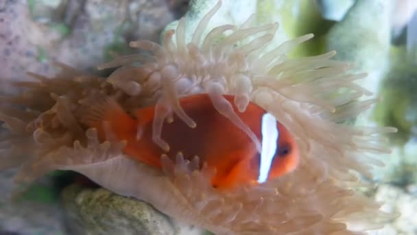 Dichtbij Mooie Vissen Het Aquarium Aan Decoratie Van Aquatische Planten — Stockvideo