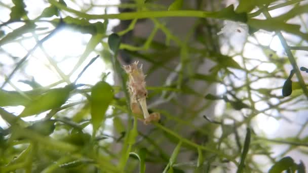 Seahorse Het Aquarium Fish Tank Decoratie — Stockvideo