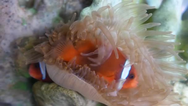 关闭美丽的鱼在水族馆上装饰水生植物的背景 鱼缸里的五颜六色的鱼 — 图库视频影像