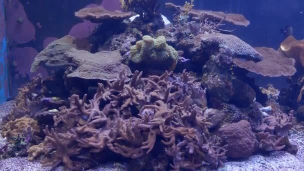 Beautiful Sea Flower Underwater World Corals Fish — Stock Video