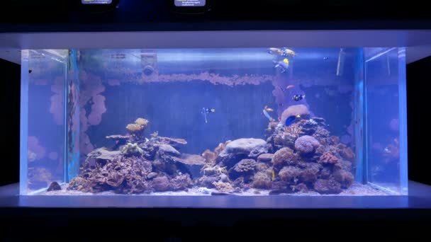 Dichtbij Mooie Vissen Het Aquarium Aan Decoratie Van Aquatische Planten — Stockvideo