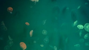 Yakın çekim denizanası, Medusa fish tank neon ışık ile. Denizanası genellikle saydamdır jellylike bell - veya daire biçimli bir vücut ile free-swimming deniz coelenterate olduğunu