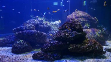 İçinde belgili tanımlık akvaryum su dekorasyon güzel balık yakın bitkiler arka plan. Renkli balık balık tank.