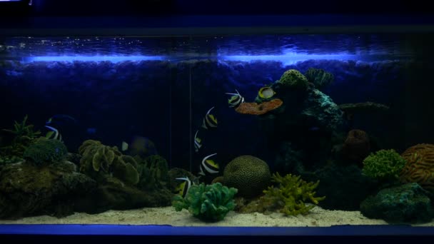 Close Beautiful Fish Aquarium Decoration Aquatic Plants Background Colorful Fish — Stock Video