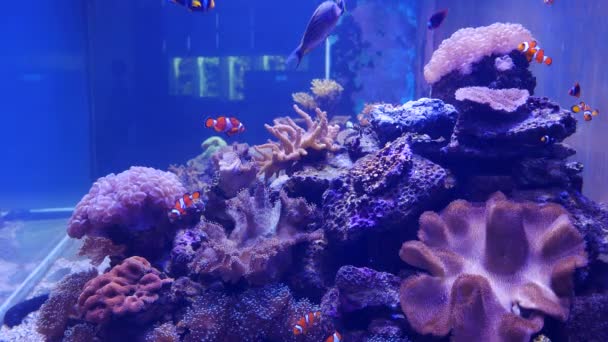 关闭美丽的鱼在水族馆上装饰水生植物的背景 鱼缸里的五颜六色的鱼 — 图库视频影像