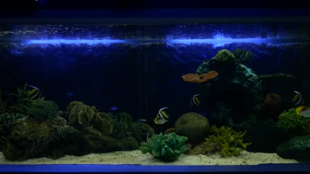 Dichtbij Mooie Vissen Het Aquarium Aan Decoratie Van Aquatische Planten — Stockvideo