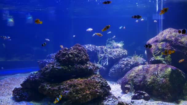 关闭美丽的鱼在水族馆上装饰水生植物的背景 鱼缸里的五颜六色的鱼 — 图库视频影像