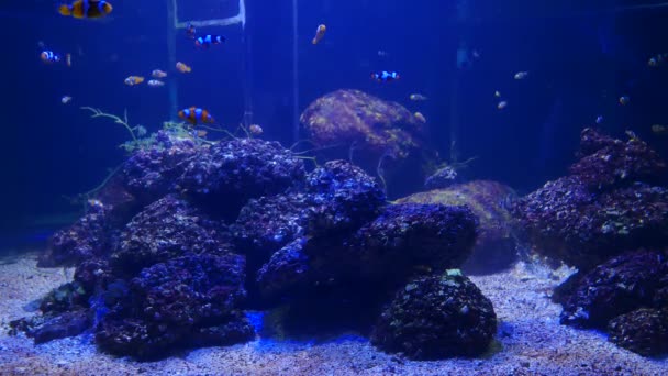 Chiuda Bei Pesci Nell Acquario Decorazione Sfondo Piante Acquatico Pesce — Video Stock