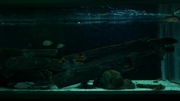 수생의 훈장에 수족관에서 물고기를 가까이 수조에는 다채로운 물고기 — 비디오