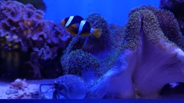 İçinde belgili tanımlık akvaryum su dekorasyon güzel balık yakın bitkiler arka plan. Renkli balık balık tank.