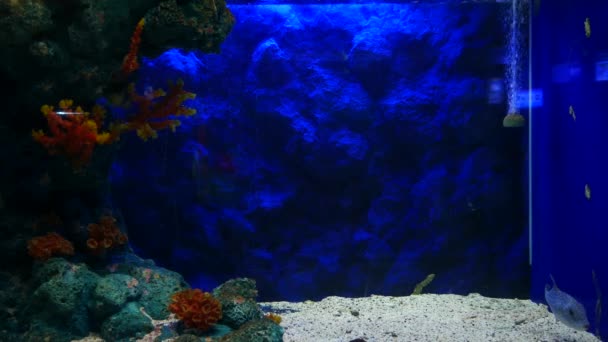 关闭美丽的鱼在水族馆上装饰水生植物的背景 鱼缸里的五颜六色的鱼 — 图库视频影像