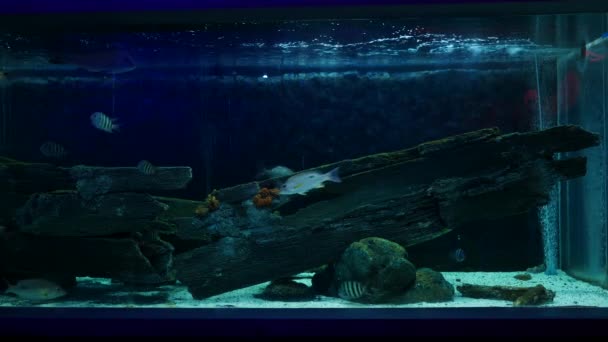 Tæt Smukke Fisk Akvariet Dekoration Vandplanter Baggrund Farverig Fisk Akvarium – Stock-video