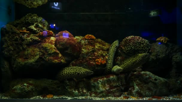Akvaryumda Deniz Yılanbalıkları Akvaryum Dekorasyonu Akvaryumdaki Moray Yılanbalığı — Stok video