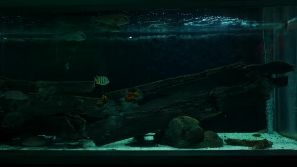 水生の装飾に水族館の美しい魚をクローズ アップ植物の背景 魚の水槽にカラフルな魚 — ストック動画