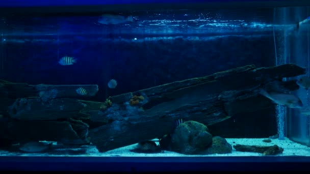 Detailní Záběr Krásné Ryby Akváriu Zdobení Vodních Rostlin Pozadí Barevné — Stock video