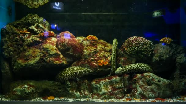 Zeealen Aquarium Aquariumdecoratie Moreaal Een Aquarium — Stockvideo