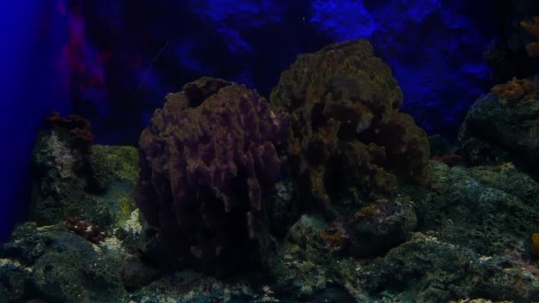 关闭美丽的鱼在水族馆上装饰水生植物的背景 鱼缸里的五颜六色的鱼 — 图库视频影像