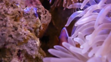 İçinde belgili tanımlık akvaryum su dekorasyon güzel balık yakın bitkiler arka plan. Renkli balık balık tank.