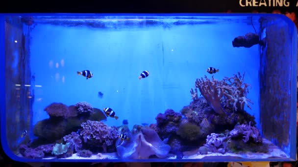 Närbild Vackra Fiskar Akvariet Dekoration Vattenlevande Växter Bakgrund Färgglada Fiskar — Stockvideo