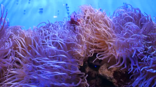 Schöne Meeresblume Unterwasserwelt Mit Korallen Und Fischen Meeresblumen Bewegen Sich — Stockvideo