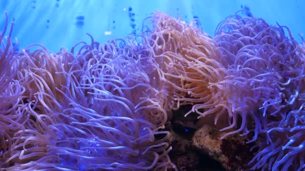 Vackra Havet Blomma Undervattensvärlden Med Koraller Och Fisk Havet Blommor — Stockvideo