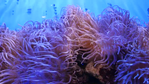 Όμορφη Θάλασσα Λουλούδι Στον Υποβρύχιο Κόσμο Κοράλλια Και Ψάρια Θάλασσα — Αρχείο Βίντεο