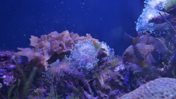 Schöne Meeresblume Unterwasserwelt Mit Korallen Und Fischen Meeresblumen Bewegen Sich — Stockvideo