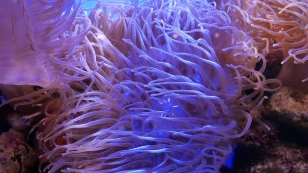 美丽的海花在水下的世界与珊瑚和鱼 鱼缸中移动的海花 — 图库视频影像