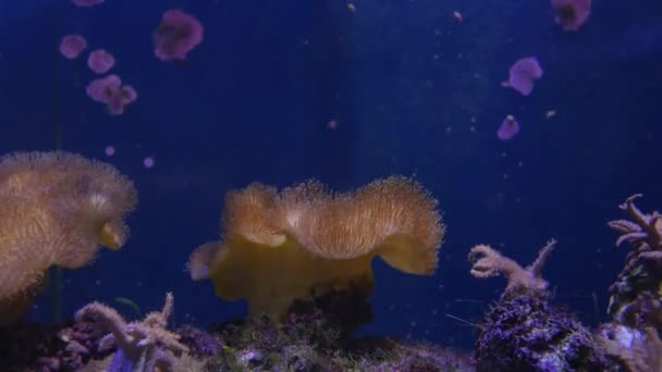 Schöne Meeresblume Unterwasserwelt Mit Korallen Und Fischen Meeresblumen Bewegen Sich — Stockvideo