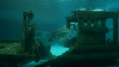 Balık ve mercan ile sualtı dünyasında güzel deniz çiçek.