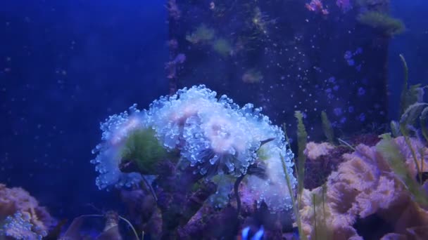 Hermosa Flor Marina Mundo Submarino Con Corales Peces Flores Marinas — Vídeos de Stock