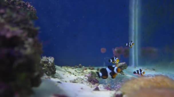 Hermosa Flor Marina Mundo Submarino Con Corales Peces — Vídeos de Stock