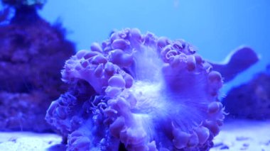 Güzel deniz çiçek ile balık ve mercan sualtı dünyasını. Akvaryumda hareketli deniz çiçek.