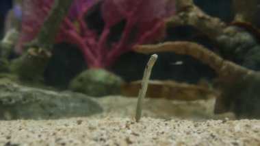 Bahçe yukarı ve aşağı gidiş akvaryumda yılan balığı, Heteroconger Hassi, benekli.