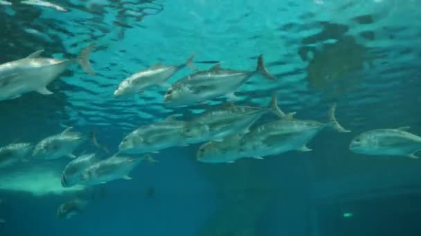 Hermosa Flor Marina Mundo Submarino Con Corales Peces — Vídeos de Stock