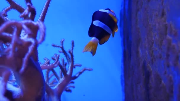 Vackra Havet Blomma Undervattensvärlden Med Koraller Och Fisk — Stockvideo